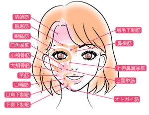 向ヶ丘遊園駅徒歩0分、登戸駅からも近い歯医者、近藤歯科で、「口角」が上がりにくいのは歯並びのせい？口元の筋肉と噛み合わせの関係を解説